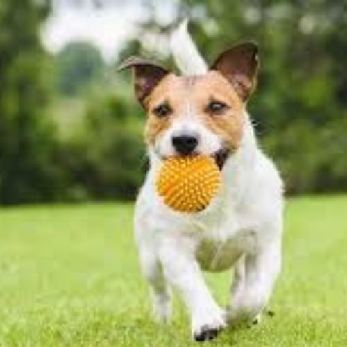 The Importance of Regular Exercise for Pets