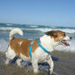 Coastal Pet Pro Waterproof Dog Harness 3/4" Aqua Media 2 of 3