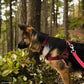 Coastal Pet New Earth Soy Adjustable Dog Collar Forest Green Media 7 of 18