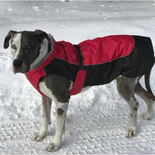 Alpine All-Weather Dog Coat - Red and Black X-Small to 5X-Large