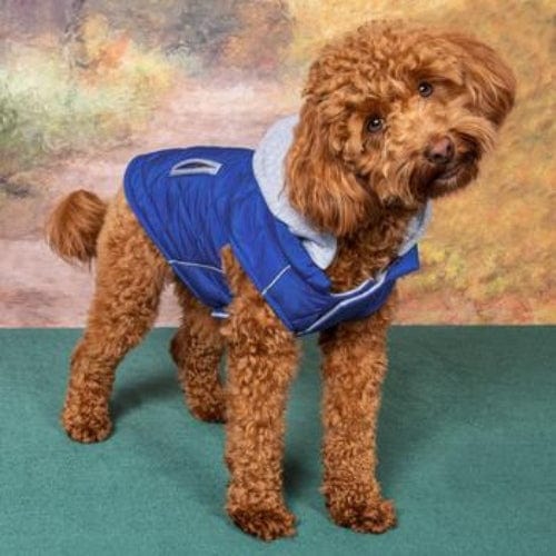 Weekender Dog Sweatshirt Hoodie - Royal Blue XS - XL