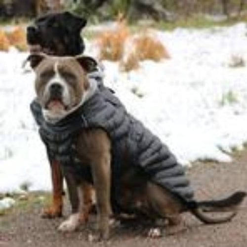 Alpine Extreme Cold Puffer Dog Coat - Black X-Small to 5X-Large