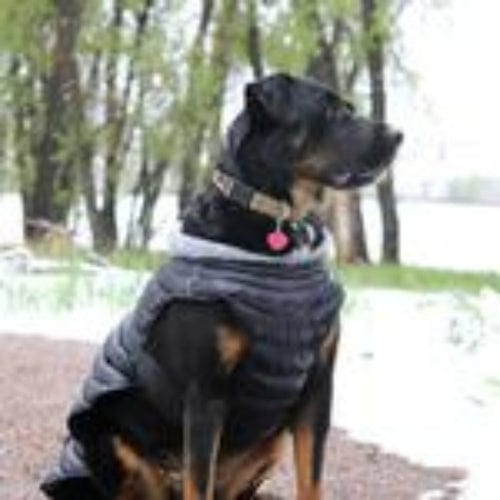 Alpine Extreme Cold Puffer Dog Coat - Black X-Small to 5X-Large