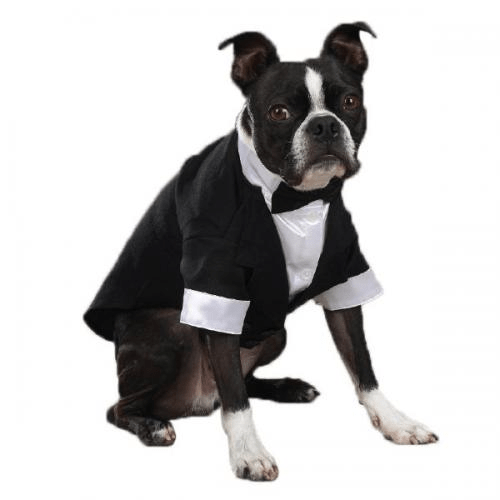 East Side Coll Yappily Ever After Groom Tux Dog Coat