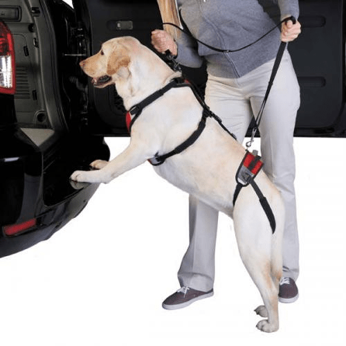 Total Pet Health Lift And Go Dog Lead